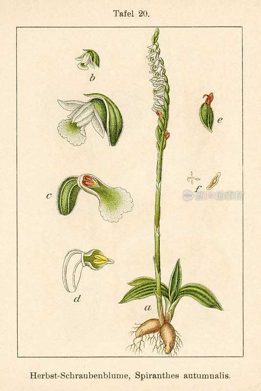 古色古香的花朵插图:秋女士的长发(Spiranthes spiralis)